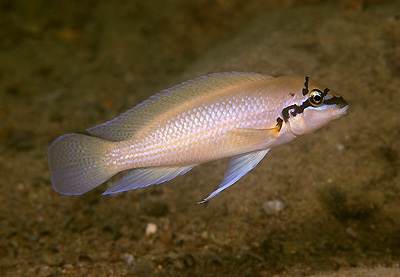 Chalinochromis brichardi 'Cape Kachese'